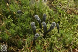 cordyceps ophioglosoides (1000 x 667).jpg_product_product_product_product